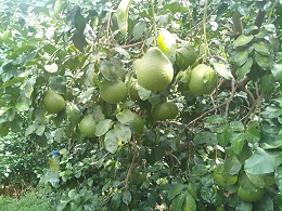 柚子缺硼怎么办？