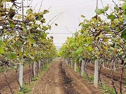 葡萄越冬管理技术：南北差异化要点与实操指南