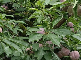 果树追施叶面肥注意哪些？