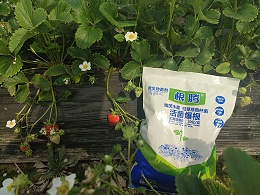 果树施肥如何避免​盐害发生？