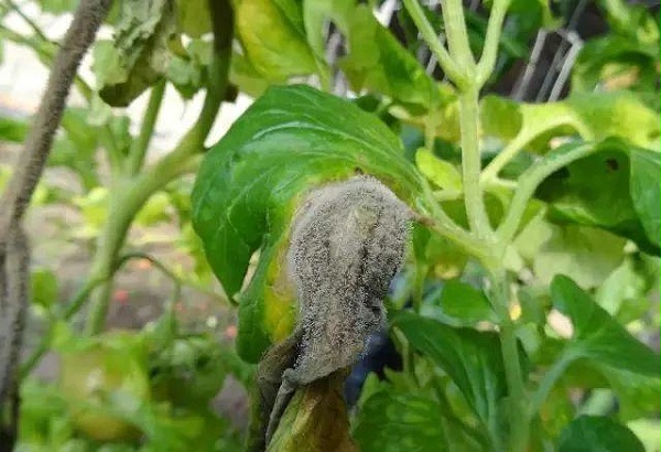番茄灰霉病