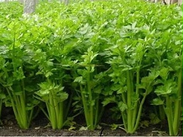 冬季芹菜怎么管理？做好这几点很重要！