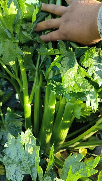 iwEcAqNqcGcDAQTRBDgF0QeABrAU-ajX7armzgiSYnlVeH0BB9MAAAAA15As6AgACaJpbQoAC9IAEkr0.jpg_720x720q90